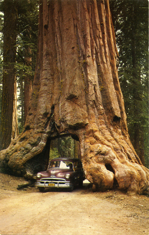 usa-wawona-tree-mariposa-big-tree-grove-yosemite-natlational-park