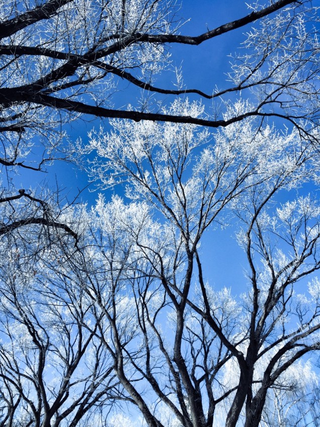 winter winterismyfavouriteseason faveseason frost snow cold trees nature landscape christmas Canada JackFrost beauty mine me myphoto iphonography iPhone gay follow reblog Sky Calgary hoarFrost Santa santaclaus alliwantforchristmasisyou mariahcarey festive